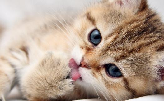 動(dòng)物疫病診斷儀：貓弓形蟲是什么？