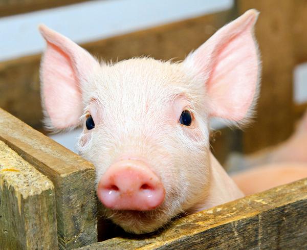 非洲豬瘟檢測(cè)儀有哪些型號(hào)？