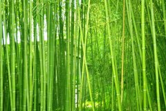 植物株高要如何測(cè)量？