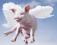 如何在屠宰環(huán)節(jié)做好非洲豬瘟的檢測工作？